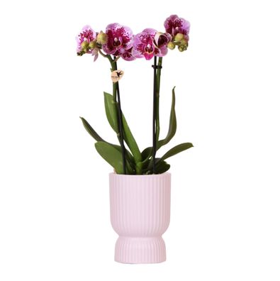 Kolibri Orchids - rosa lila Phalaenopsis Orchidee - El Salvador + Diabolo pink