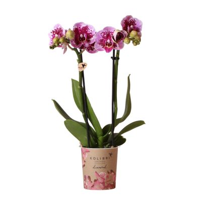 Kolibri Orchids | Rosa lila Phalaenopsis Orchidee - El Salvador - Topfgröße 9cm |