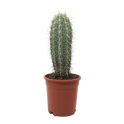 Grauer Riese - Säulenkaktus - Pachycereus pringley - pflegeleicht - 17cm Solitärpf