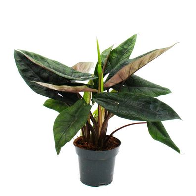 Alocasia scalprum - schwarzes Pfeilblatt - Zimmerpflanze 14cm Topf