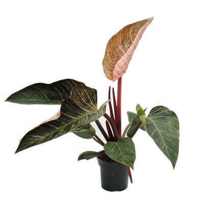 Philodendron erubescens "Pink Bikini" - rosa gestreifter Baumfreund - 14cm Topf