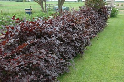 Fagus sylvatica ´Purpurea´ Blutbuche ´Purpurea´