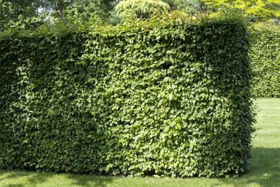 Carpinus betulus Hainbuche / Weißbuche 80cm