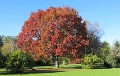 Fagus sylvatica Rotbuche Heckenpflanze 50-200cm