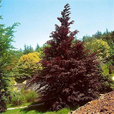 Fagus sylvatica ´Purpurea´ Blutbuche ´Purpurea