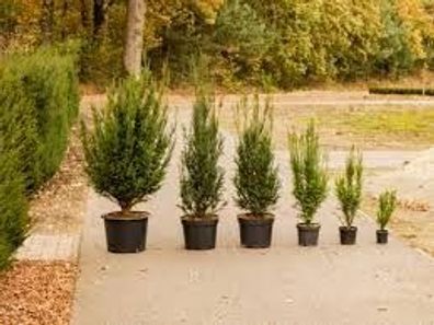 Taxus media ´Hillii´ 20- 30 cm