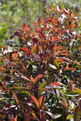 Photinia fraseri ´Red Robin´ Glanzmispel ´Red Robin´ 20- 150cm