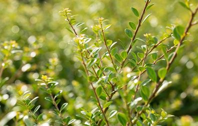 Löffel Ilex Stechpalme 50cm - ilex crenata