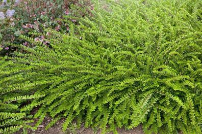 Heckenmyrhte, Heckenkirsche, Böschungsmyrthe Lonicera nitida ´Maigrün´