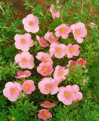 Potentilla ´rosa´ Gemeiner Fingerstrauch