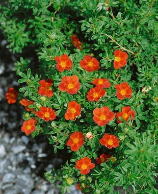 Potentilla ´rot´ Gemeiner Fingerstrauch