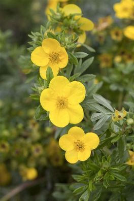 Potentilla ´gelb´ Gemeiner Fingerstrauch