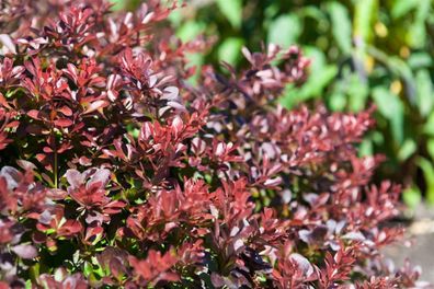 Berberis thunbergii ´Atropurpurea Nana´ Kleine Blutberberitze ´Atropurpurea Nana´