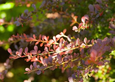 Berberis thunbergii ´Atropurpurea´ Rote Heckenberberitze ´Atropurpurea´