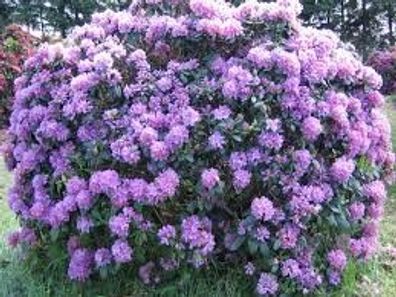 Rhododendron ´Catawbiense Grandiflorum´ 50cm