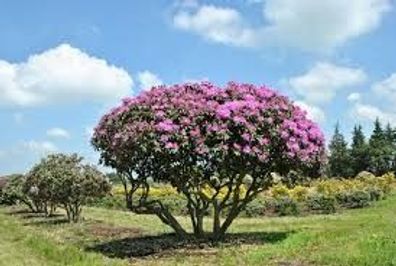 Rhododendron PG 1 ´Roseum Elegans´ Rhododendron-Hybride ´Roseum Elegans´ 40cm