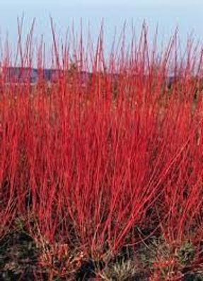 Cornus alba ´Sibirica´ 3L 40- 60 Purpur-Hartriegel ´Sibirica´