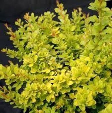 Berberis thunbergii Grüne Heckenberberitze 40-60cm