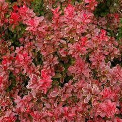 Berberis thunbergii ´Admiration´ -S- Berberitze ´Admiration´® 20-25cm