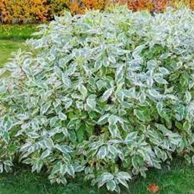 Cornus alba ´Elegantissima´ 3L 40- 60 Hartriegel ´Elegantissima´