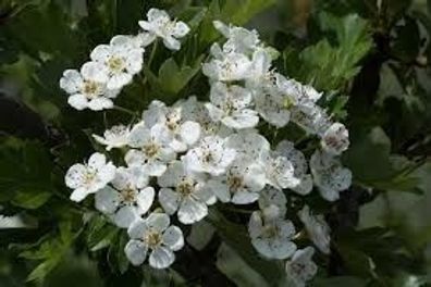 Crataegus monogyna 40- 60 cm Eingriffeliger Wei¯dorn