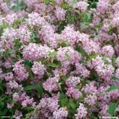 Deutzia ´Mont Rose´ Rosendeutzie ´Mont Rose´40-60cm