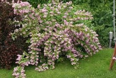 Deutzia ´Strawberry Fields´ Sternchenstrauch ´Strawberry Fields´ 40-60cm