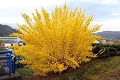 Forsythie Lynwood 40-60cm - Forsythia Forsythia ´Lynwood Gold´ Forsythie ´Lynwood Gol