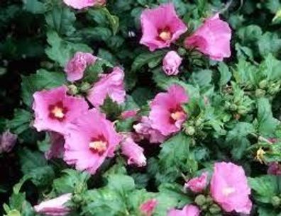 Hibiscus syriacus ´Aphrodita´ Garteneibisch ´Aphrodite´ 40-60cm