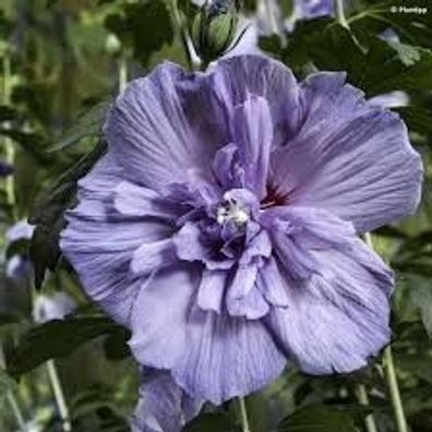 Hochstamm Garteneibisch Oiseau Bleu 40-60cm - Hibiscus syriacus