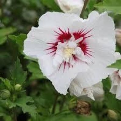 Hibiscus syriacus ´Red Heart´ 9 cm Topf - Höhe variiert we. 15-20