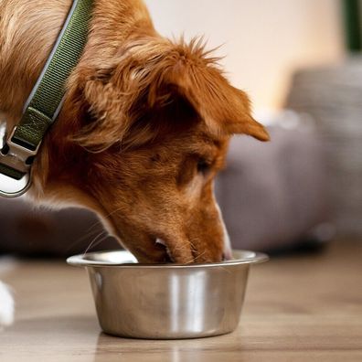 Nobby Edelstahl Napf - Futternapf Wassernapf Fressnapf Reisenapf Hunde/Katzen