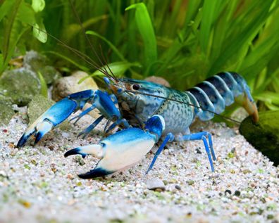 Snakeskin blue Moon - Cherax sp. Blue Moon snakeskin