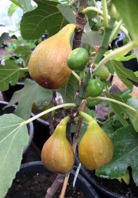 Ficus carica Bornholms diamant Busch 30-40cm Feigenbaum Winterhart Gartenpflanze