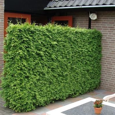 Lebensbaum Brabant 60-80 cm Thuja occidentalis Brabant Heckenpflanze - Koniferen