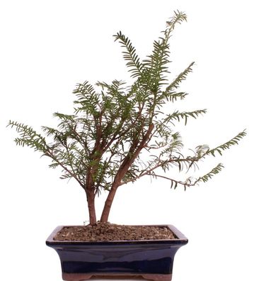 Bonsai - Taxus baccata, Europäische Eibe, 2er-Gruppe 201/216