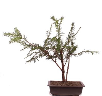 Bonsai - Taxus baccata, Europäische Eibe, 2er-Gruppe 201/219