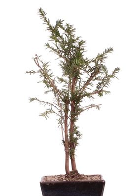 Bonsai - Taxus baccata, Europäische Eibe, 2er-Gruppe 201/220