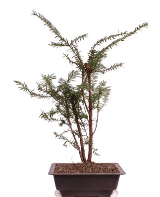 Bonsai - Taxus baccata, Europäische Eibe, 3er-Gruppe 201/218