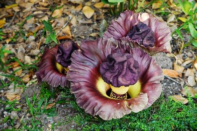 Elefantenfuss Yamswurzel Riesenwurz Amorphophallus paeoniifolius 5+ Samen R 170