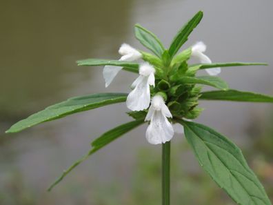 Thumba - Leucas aspera - 50+ Samen - Seeds einjährige Heilpflanze E 252