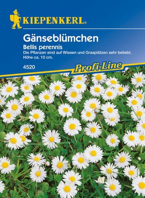 Kiepenkerl® Gänseblümchen - Blumensamen