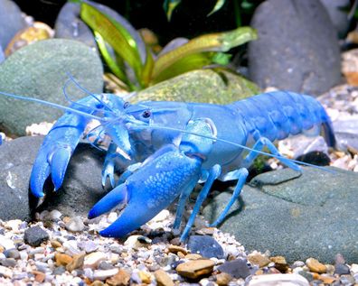 Blauer Yabby - Cherax destructor