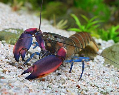 Papuakrebs - Cherax boesemani 'tricolor'