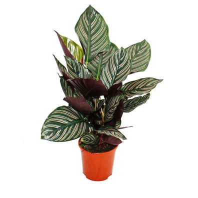 Schattenpflanze mit ausgefallenem Blattmuster - Calathea ornata - 14cm Topf - ca