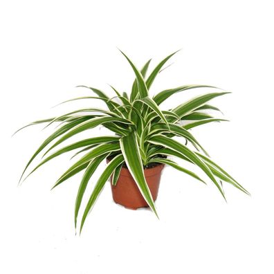 3er Set Chlorophytum Grünlilie 9cm Topf