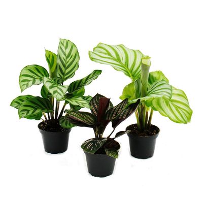 Schattenpflanzen 3er Set - mit ausgefallenem Blattmuster - Calathea - 7cm Topf