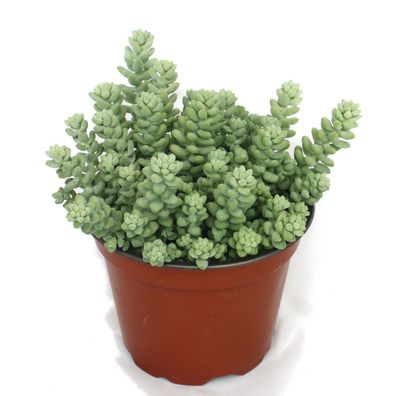 Sedum morganianum burritum - Affenschaukel - 12cm Topf