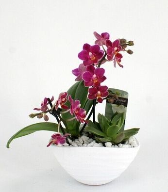 Phalaenopsis Schale Morena 1-2 Risper mit Beipflanze in Keramikschale oval weiß