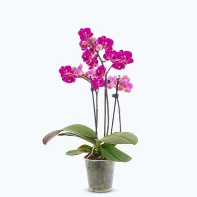 Phalaenopsis Orchidee Orchideen Table Dance Merida 3-Risper